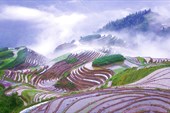 ??????,?? (Rice terraces in early morning mist, Guangxi Province